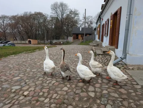 Zdjęcie 19